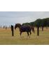 Vliegendeken voor grote pony en paard Sellerie Online
