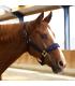 Fluwelen halster - Equestre