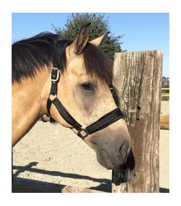 Fluwelen halster - Equestre