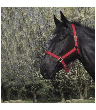 RIDING WORLD halster