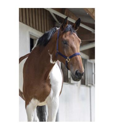 RIDING WORLD halster