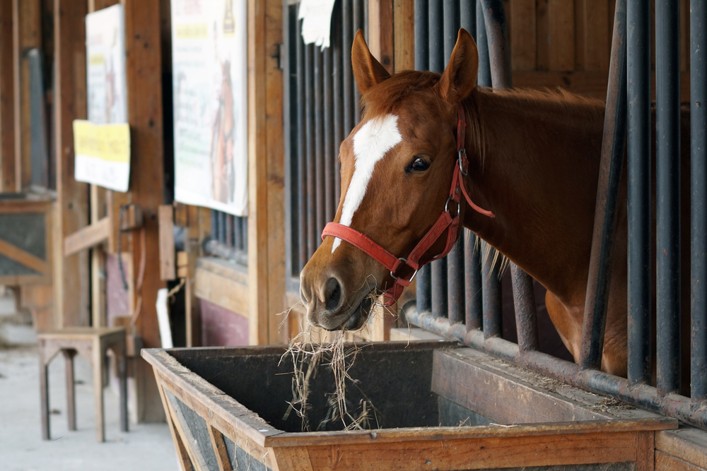 Huile de lin pour cheval Horka Plus - Digestion - Compléments - Cheval au  repos