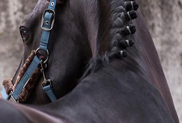 Zegevieren rijk Woordvoerder Online Ruitershop voor de paardrijder, de paard en de stal
